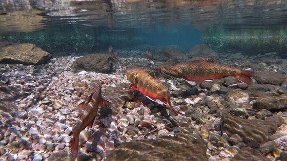 Wisconsin DNR Launches Brook Trout Reserves Conservation Effort