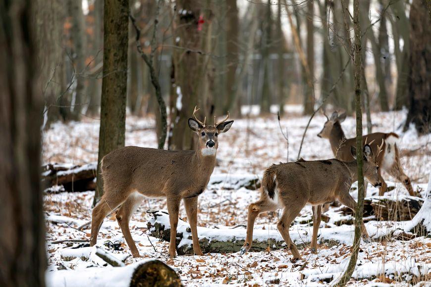 DNR releases preliminary figures for gun deer hunt season