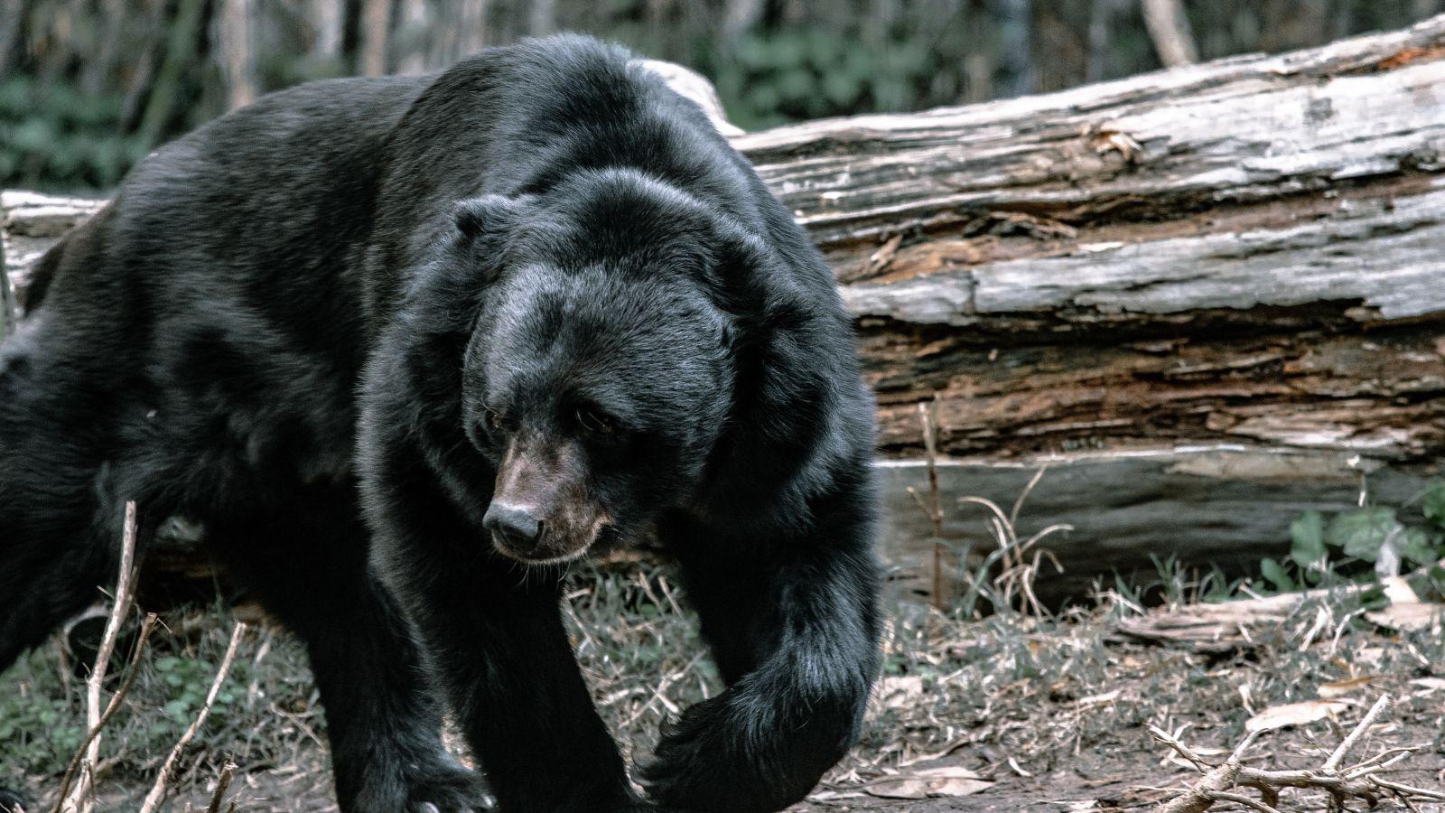 DNR Ends Trapping Efforts for Bear in Barron County Attack
