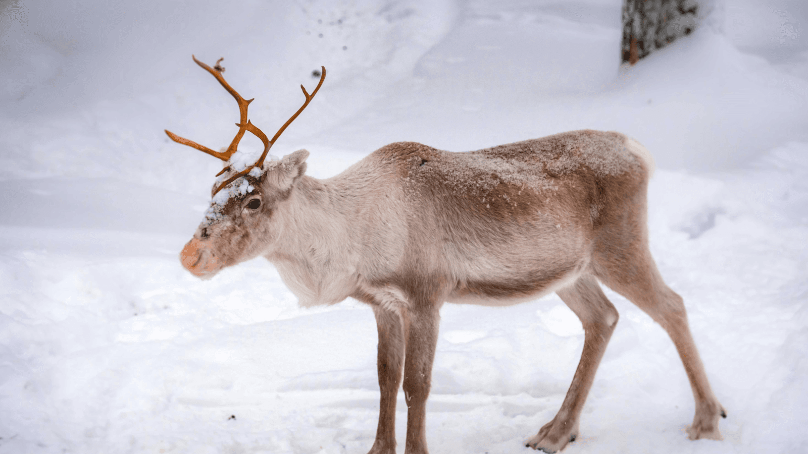 Reindeer on the Square changes location for Saturday